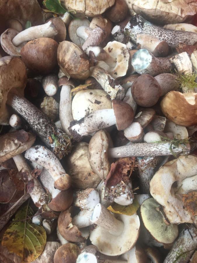 Gawramaszki - Agroturystyka - Komfortowe Pokoje Z Lazienkami I Aneksami Kuchennymi فينغوجيفو المظهر الخارجي الصورة