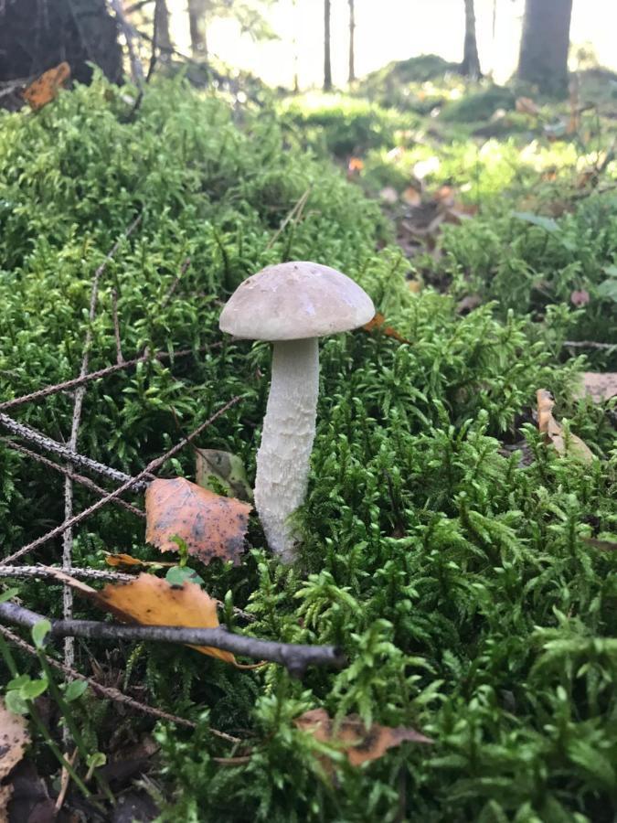 Gawramaszki - Agroturystyka - Komfortowe Pokoje Z Lazienkami I Aneksami Kuchennymi فينغوجيفو المظهر الخارجي الصورة